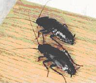 Cockroach