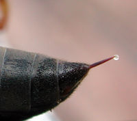 Wasp sting