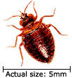 Bedbug