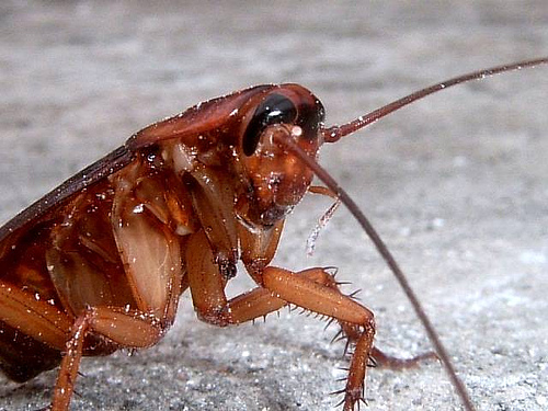 Cockroaches