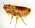 Fleas