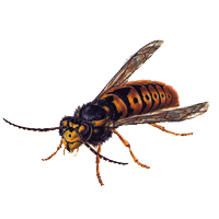 Wasp