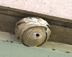 Wasp nest